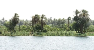 Palms and cultivated riverbank beside the Nile near Esna