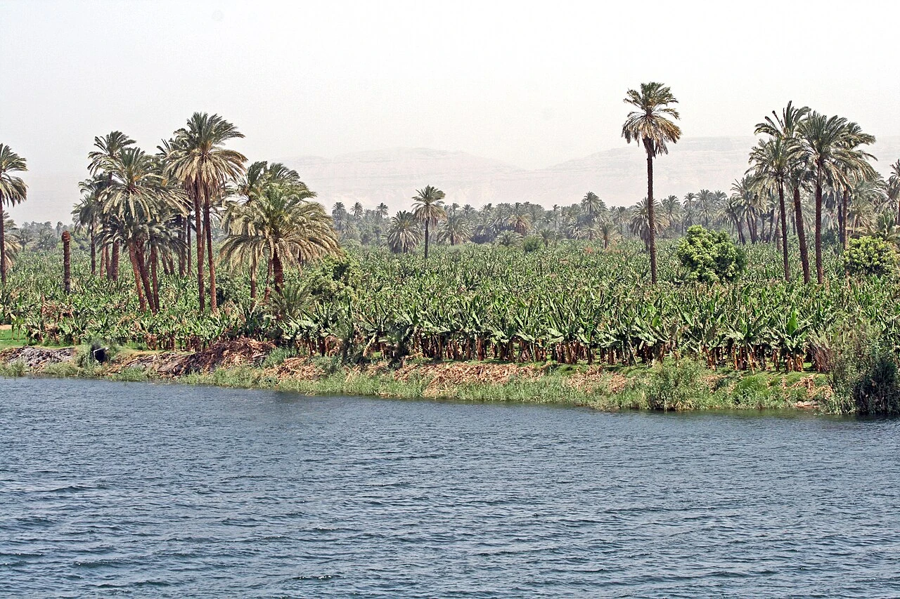 Banana plants and palms on a cultivated Nile bank near Esna